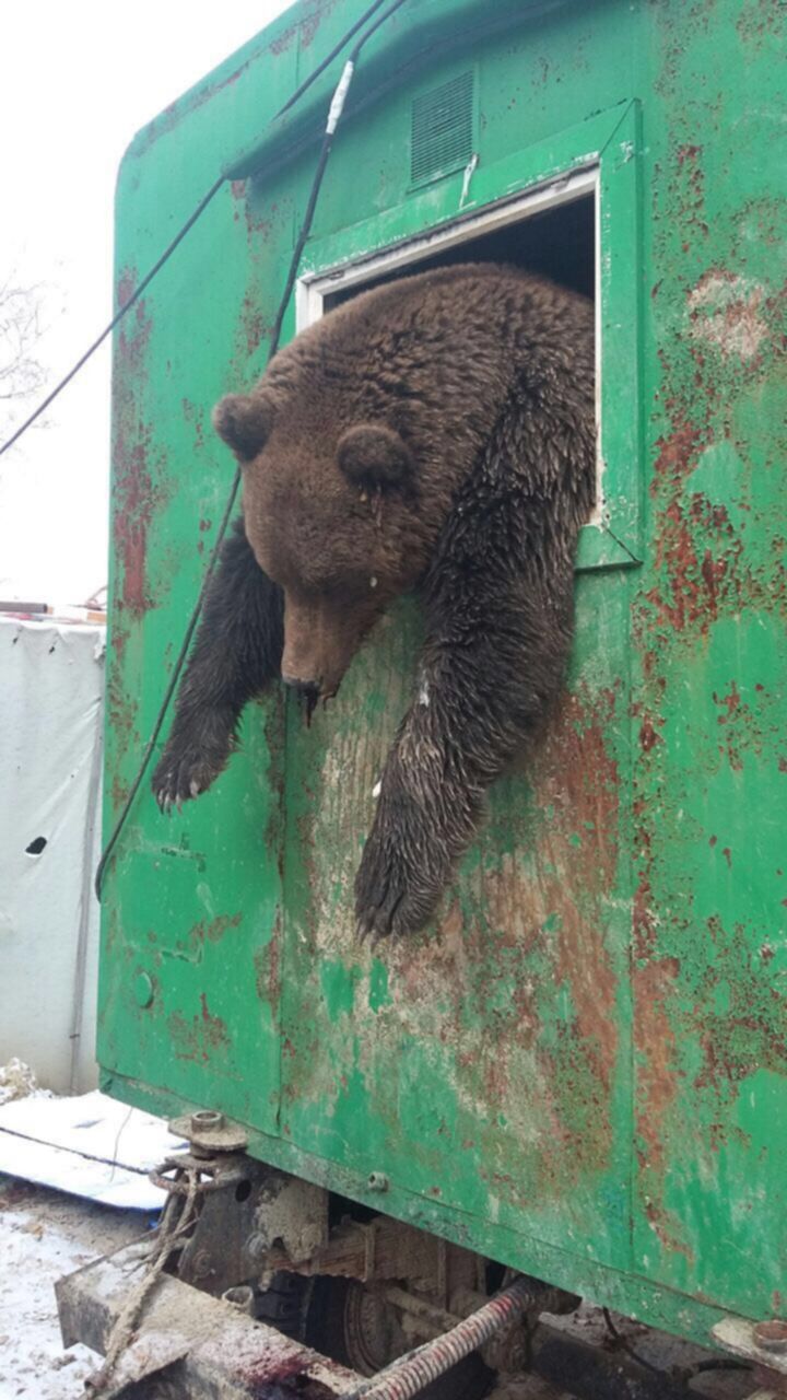 Жертвы Медведя Фото