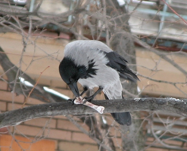 Сороки воруют еду. Сорока рисунок. Сорока птица. Сорока тащит. Сорока на белом фоне.