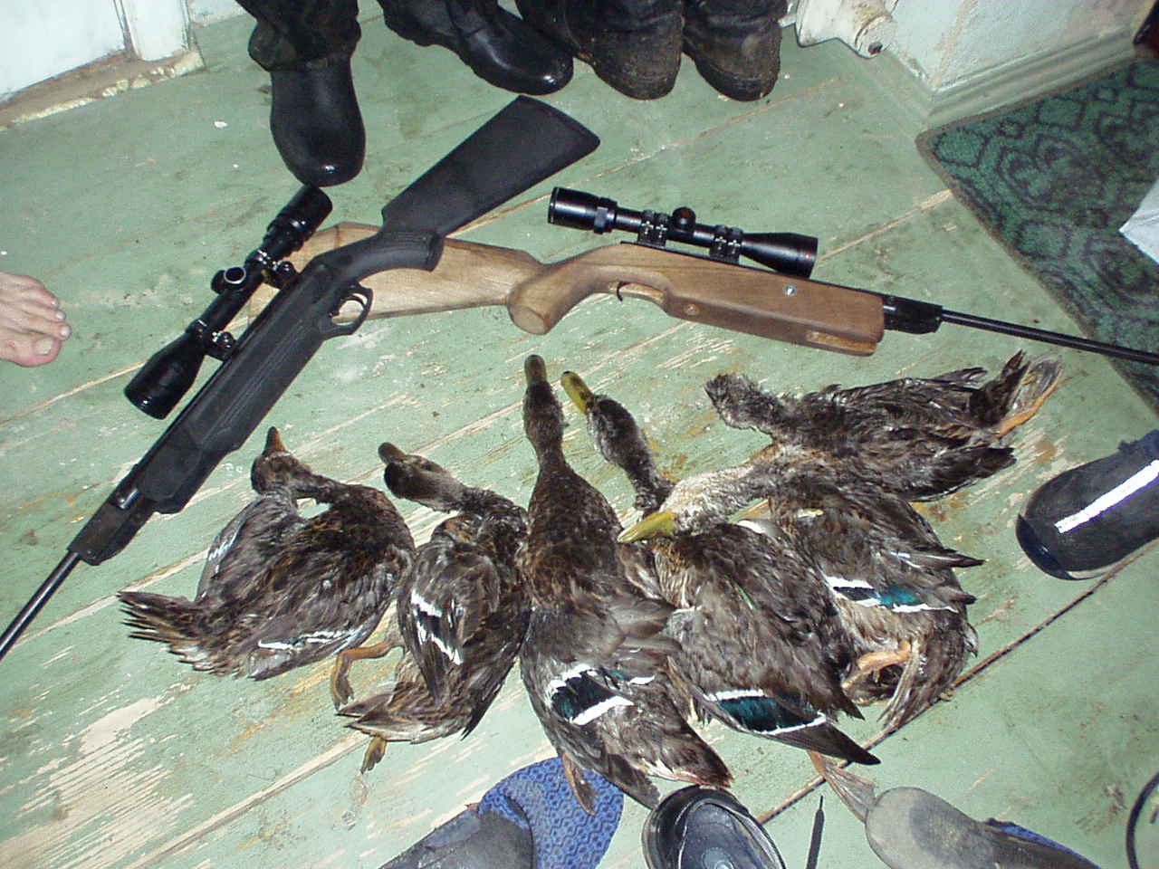 воздушка иж 60 охота на уток. охота с пневматикой на утку хатсан 125. пневматика на утку. охота с воздушкой хатсан 125. 5.