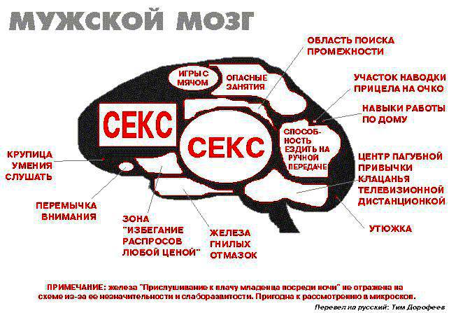 Мужской мозг женский мозг как понять друг друга картинка