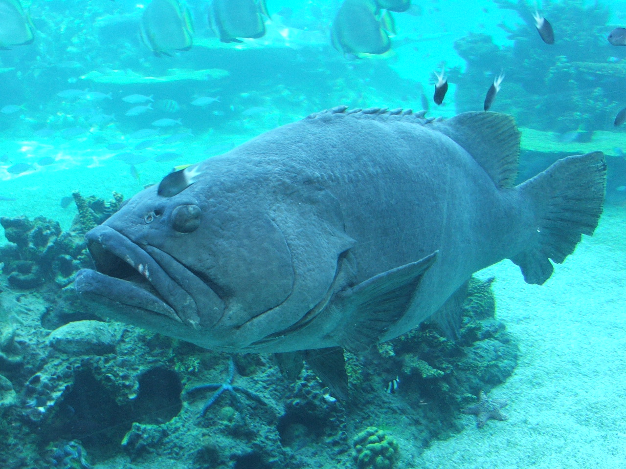 Tree grouper. Grouper Baby. Grouper — Shade. Grouper meme. Candid Grouper.