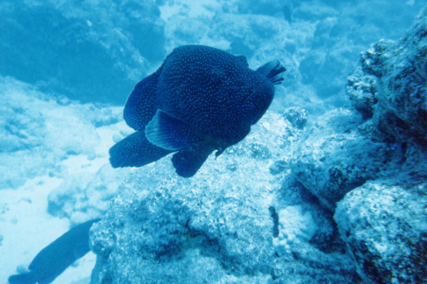 Tree grouper. Grouper Nord. Grouper — Shade. А не группер ? Не - ок.