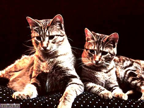 2 кошки фото Котяшки vs Мишки : флейм