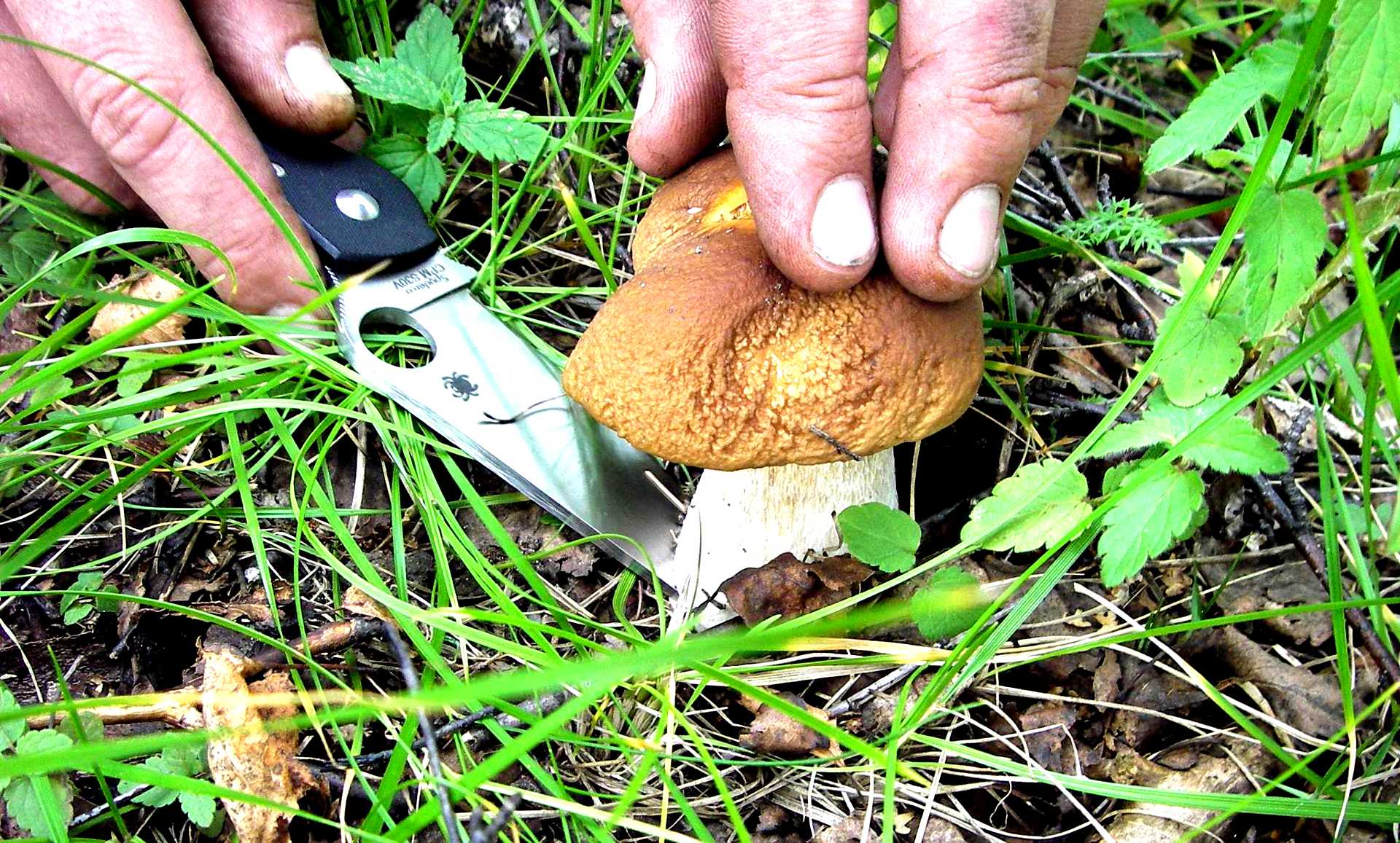 Picking mushrooms. Срезает гриб. Грибник срезает гриб. Сбор грибов. Срезать грибы ножом.