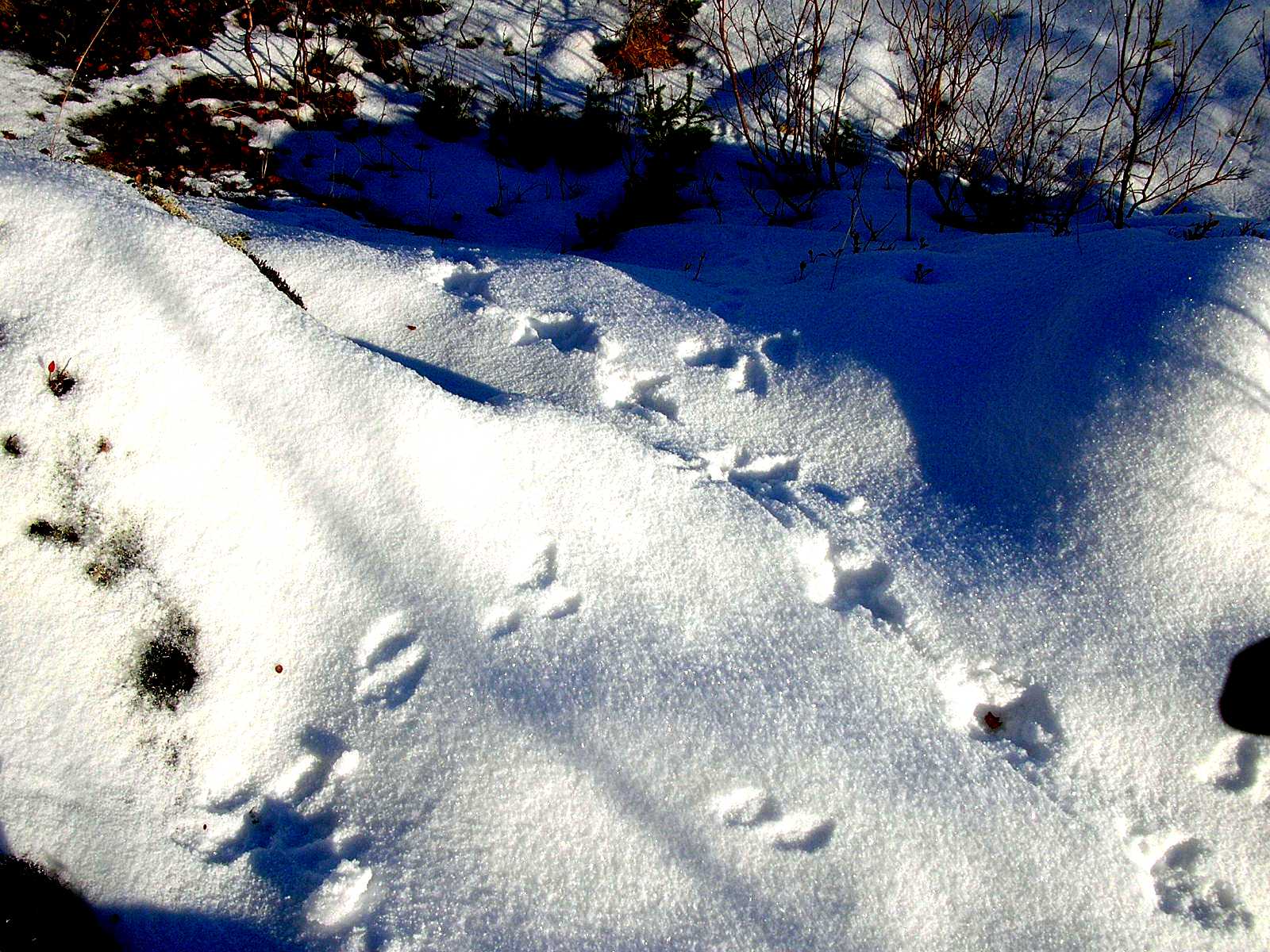 Охотничьи следы. Следы животных на снегу. Следы зайца. Лисьи следы на снегу. Звериные следы на снегу.