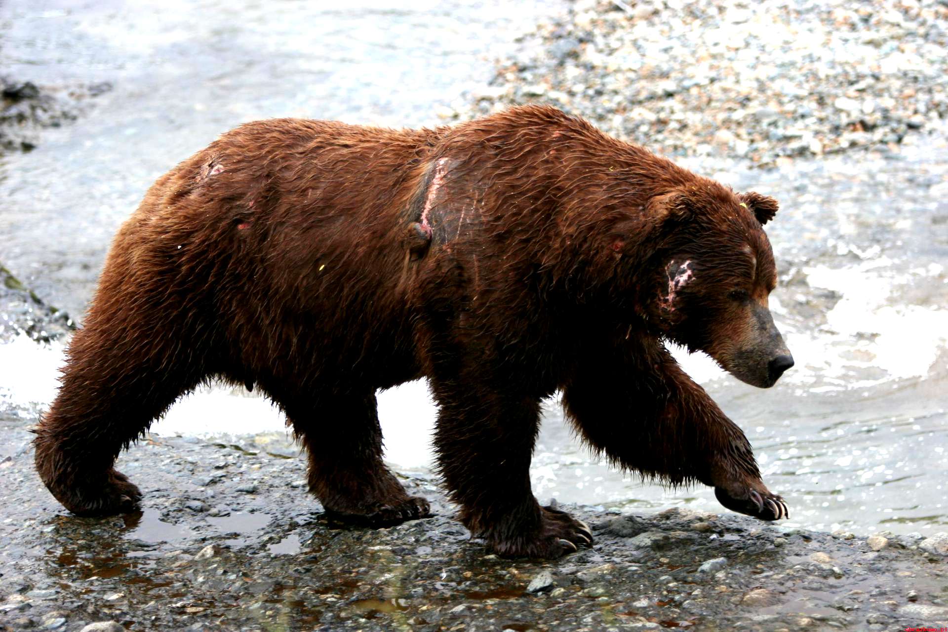 Скорость сибирского медведя. Гризли североамериканский бурый медведь. Лапа медведя вид сбоку. Сибирский бурый медведь Камчатский бурый медведь. Бурый медведь вид сбоку.