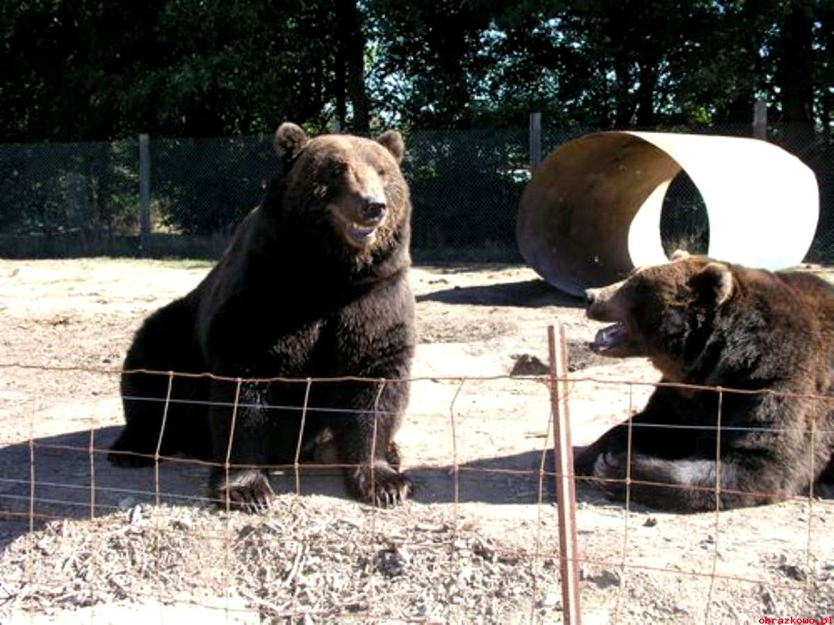 Bear with us. Парк медведей. GAGARU Медвежий парк. Мишки парк Уфа Экватор.