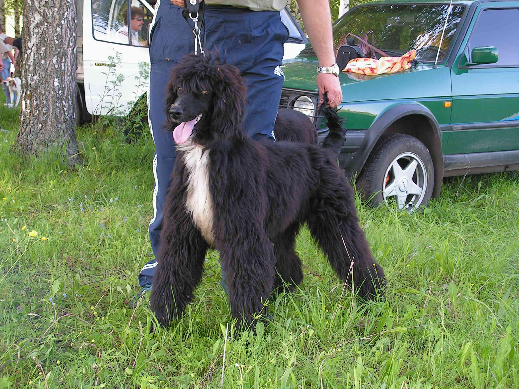 Купить Щенка Тайгана В России