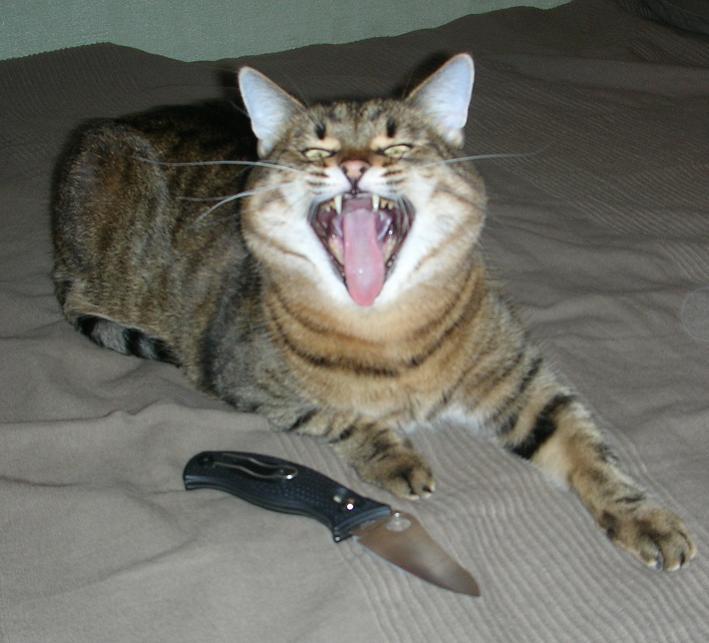 Кот с ножом