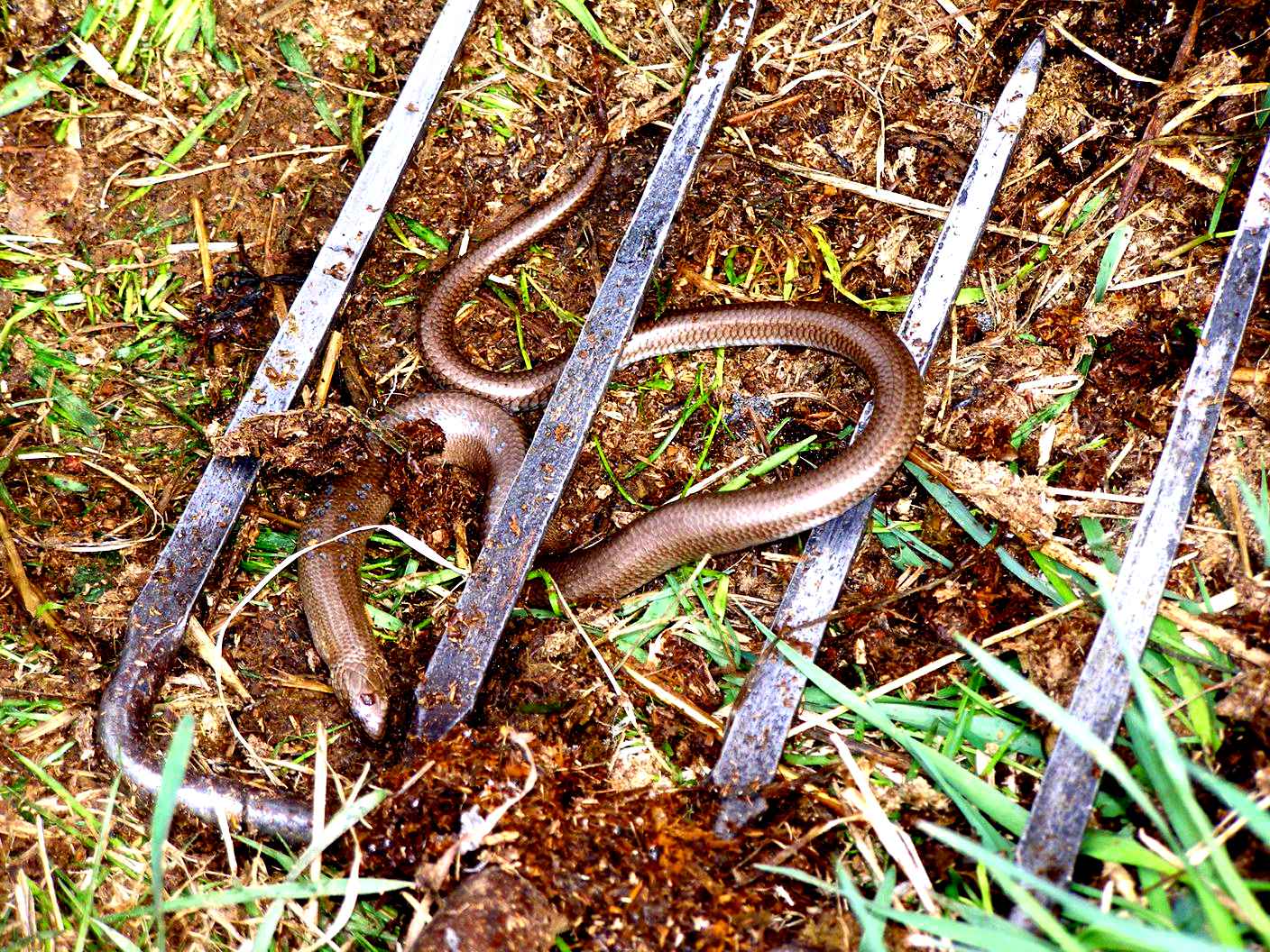 Змеи в пензенской области виды фото и названия