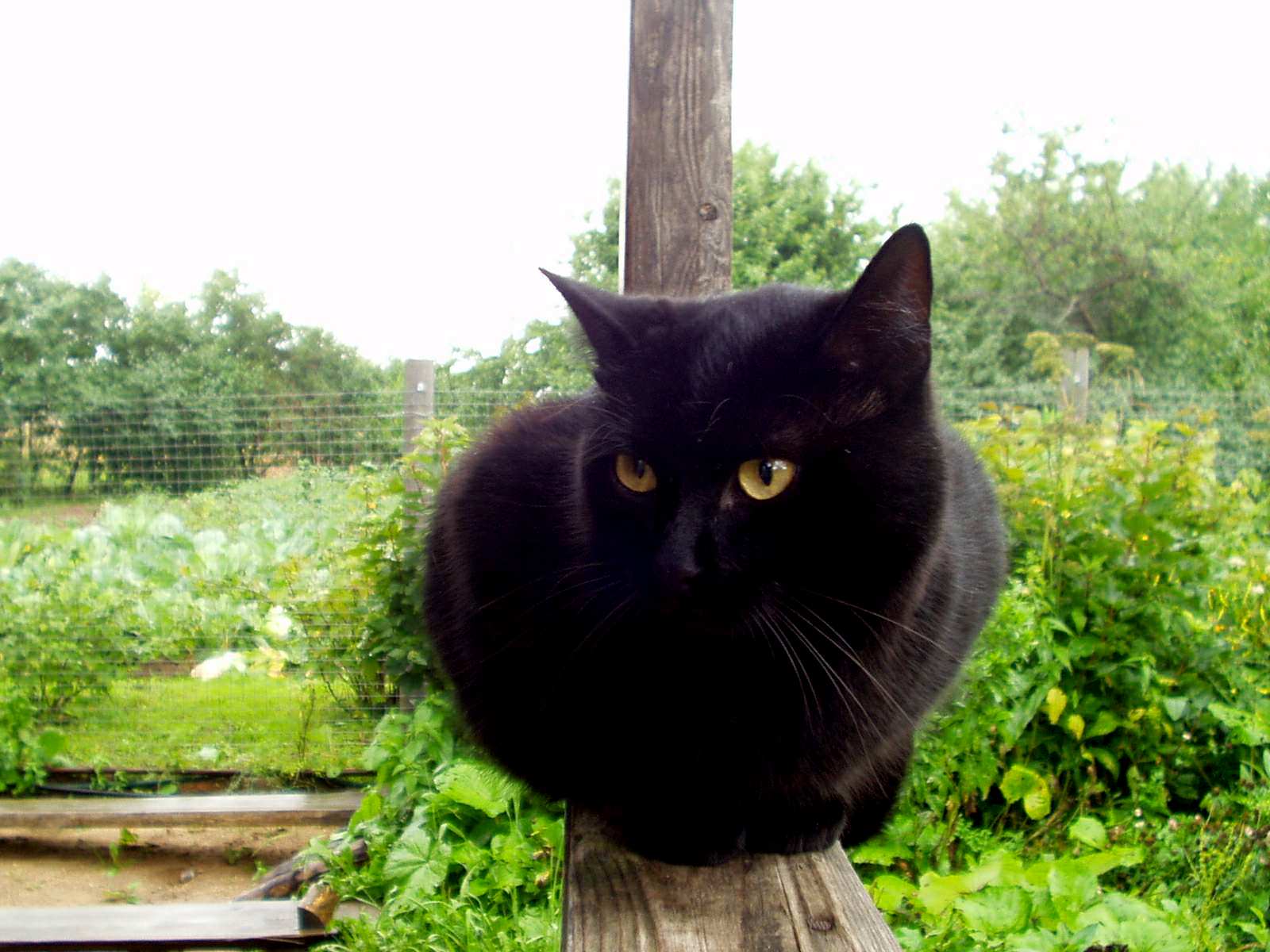 Черный кот на даче