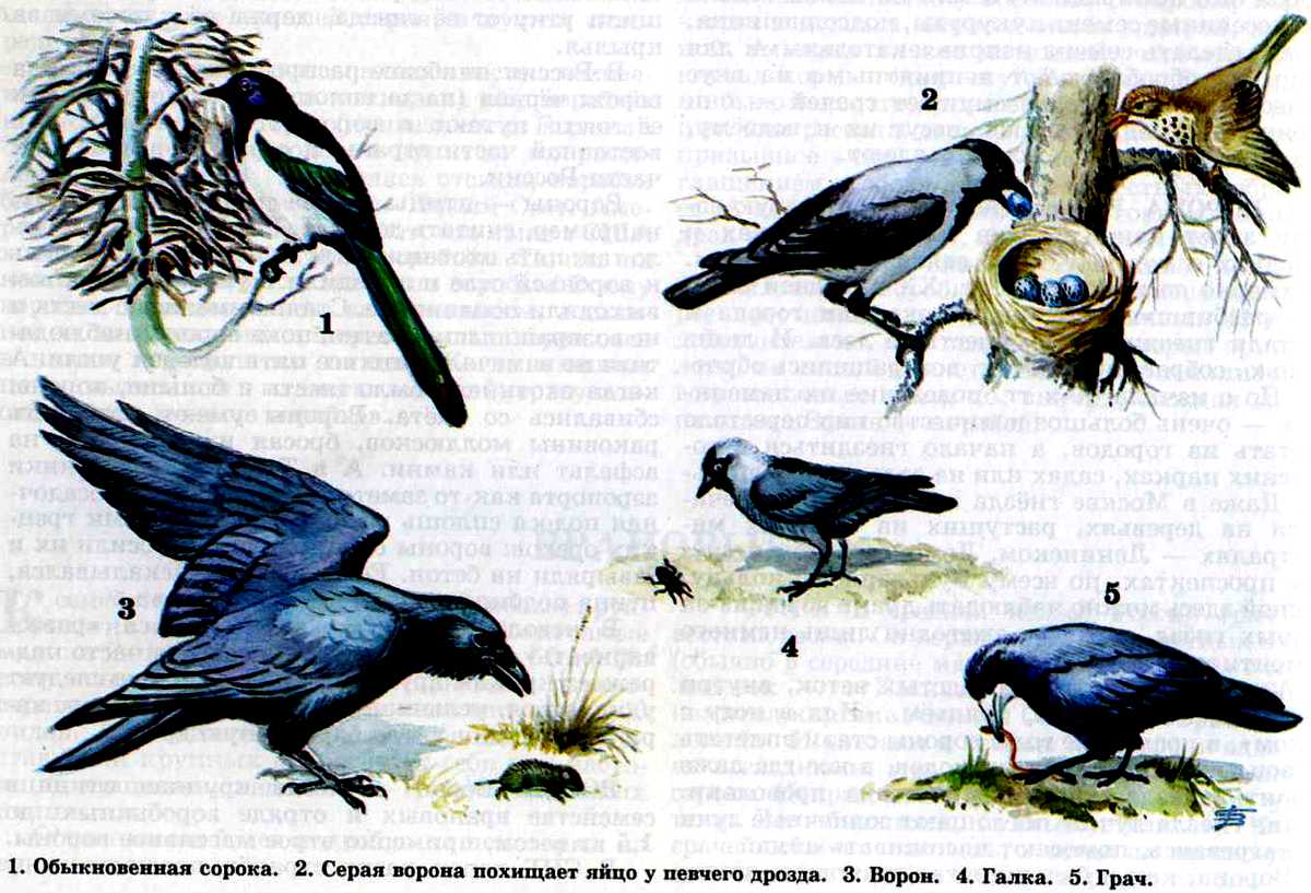 Ворон и сорока рисунок