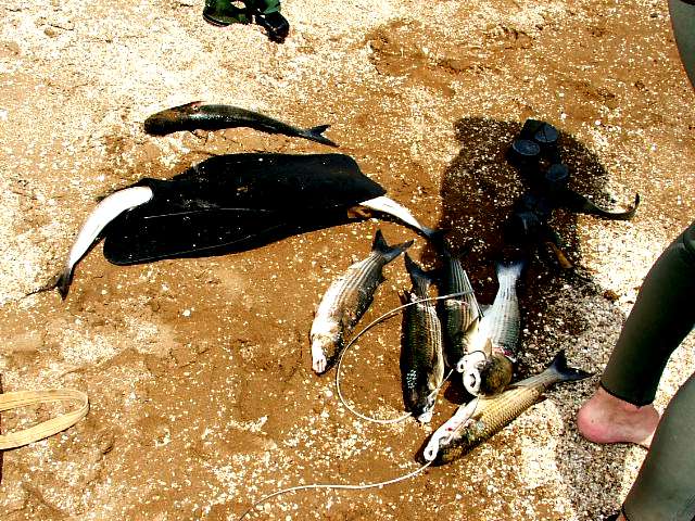 Каспийское море кефаль. Рыбалка в дагестане на каспийском море. Рыболовство на каспийском море. Рыбы какие можно ловить батуми. Проходная рыба.