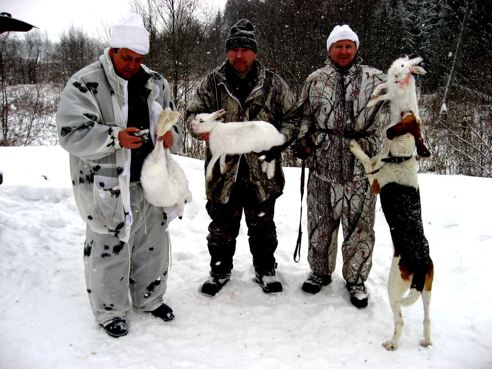 Охота на зайца с гончими. Охота с гончими в Кировской области. Охота на зайца с гончими в Вологодской обл. Охота с гончими в Кировской области 2021. Охота с гончей на зайца свежее год 2020.