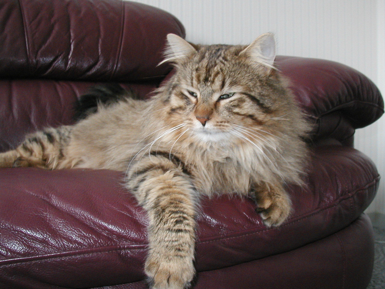 Сибирский кот большой домашний