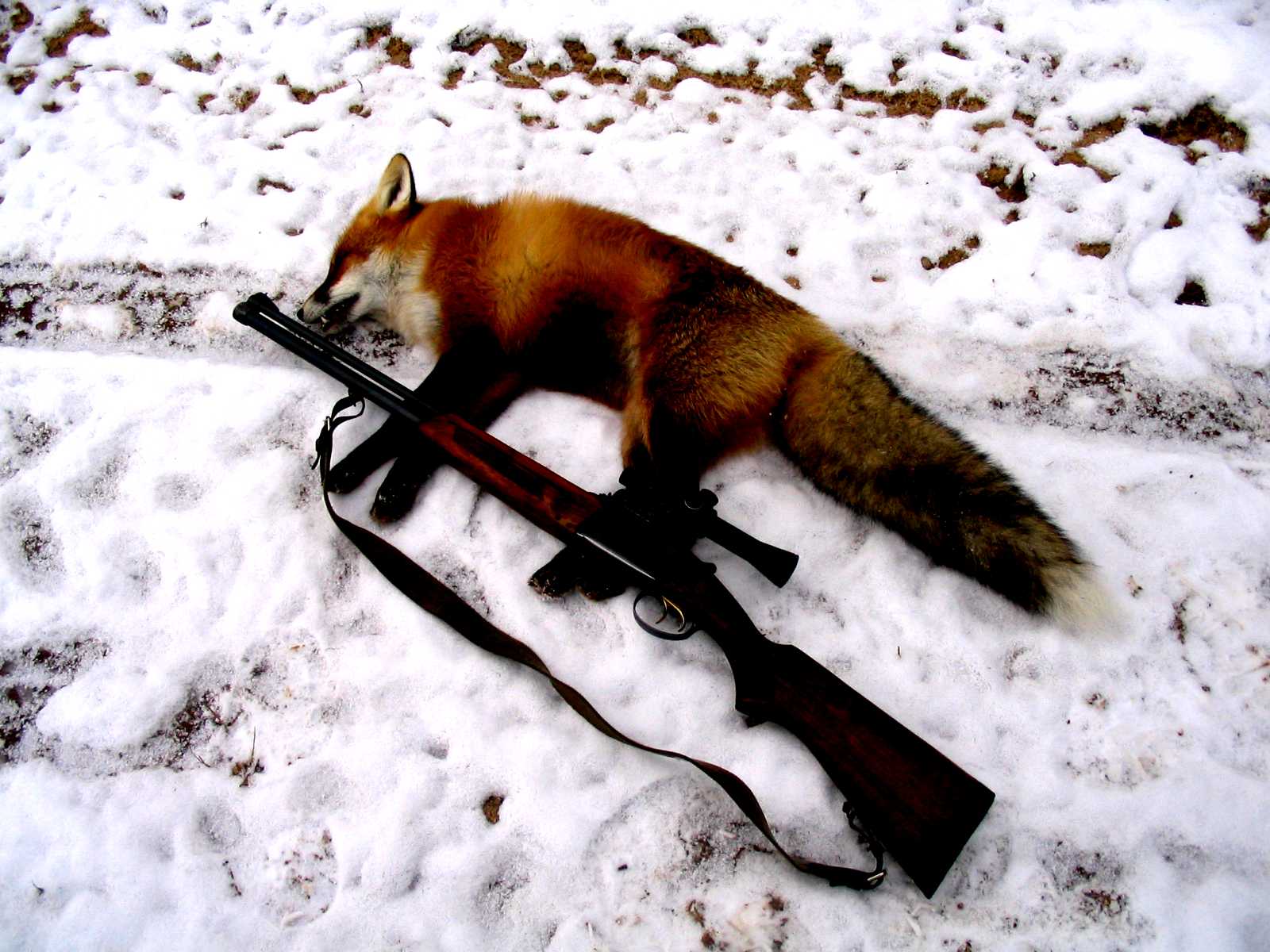 Fox hunting. ИЖ-56 белка ружье.