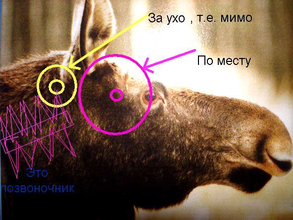 Строение лося