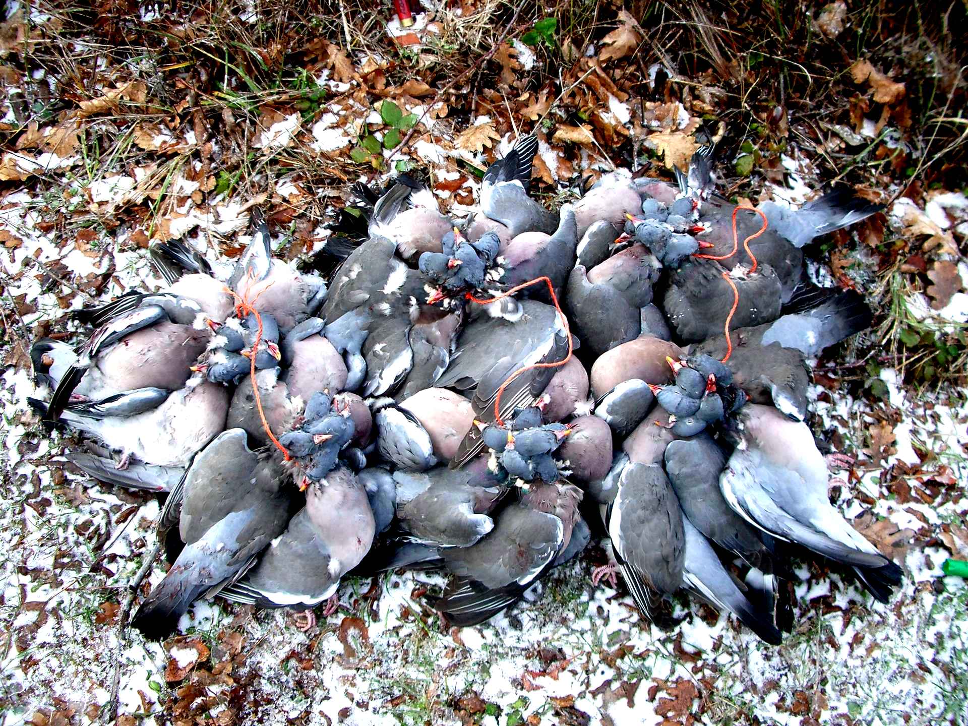 Птенцы лесных голубей фото