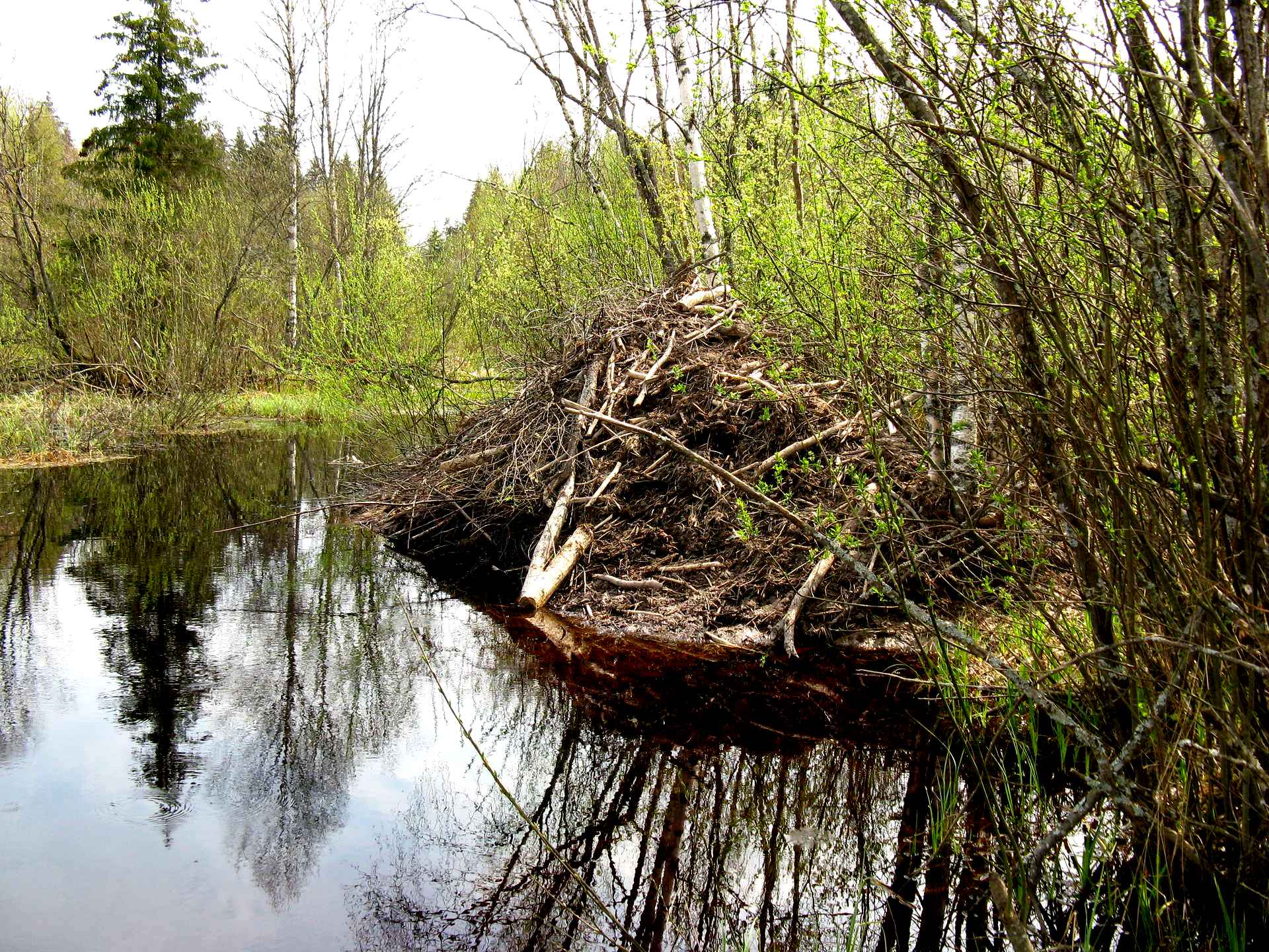 Фото бобра дом