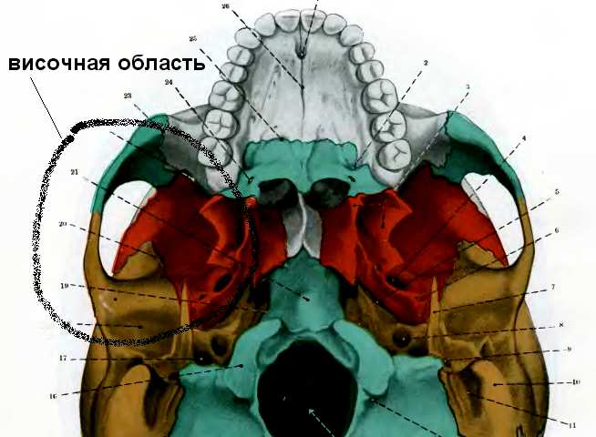 Височная область. Анатомия височной области. Топография височной области. Границы височной област. Строение височной области головы.