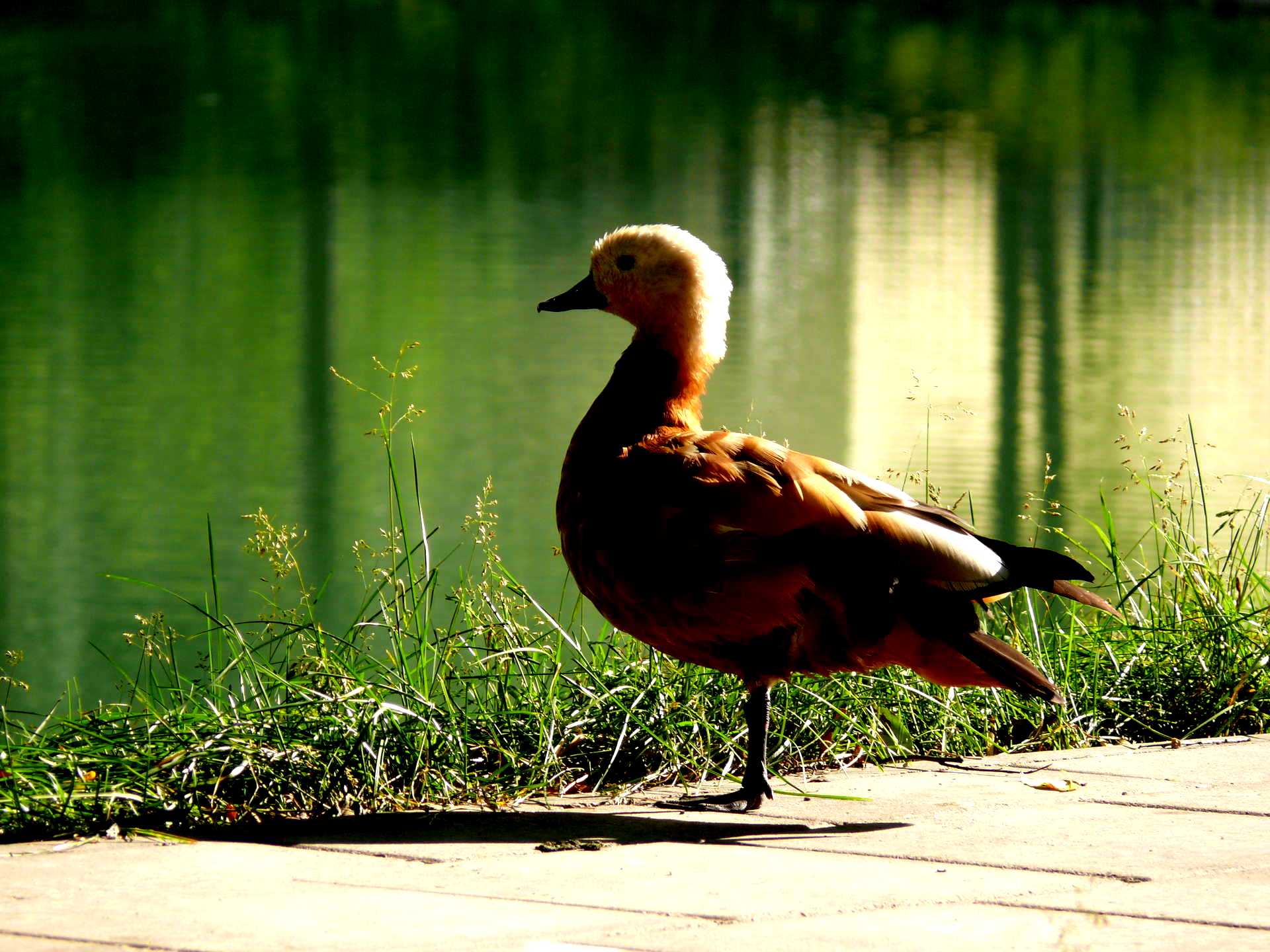 Зубы и челюсти