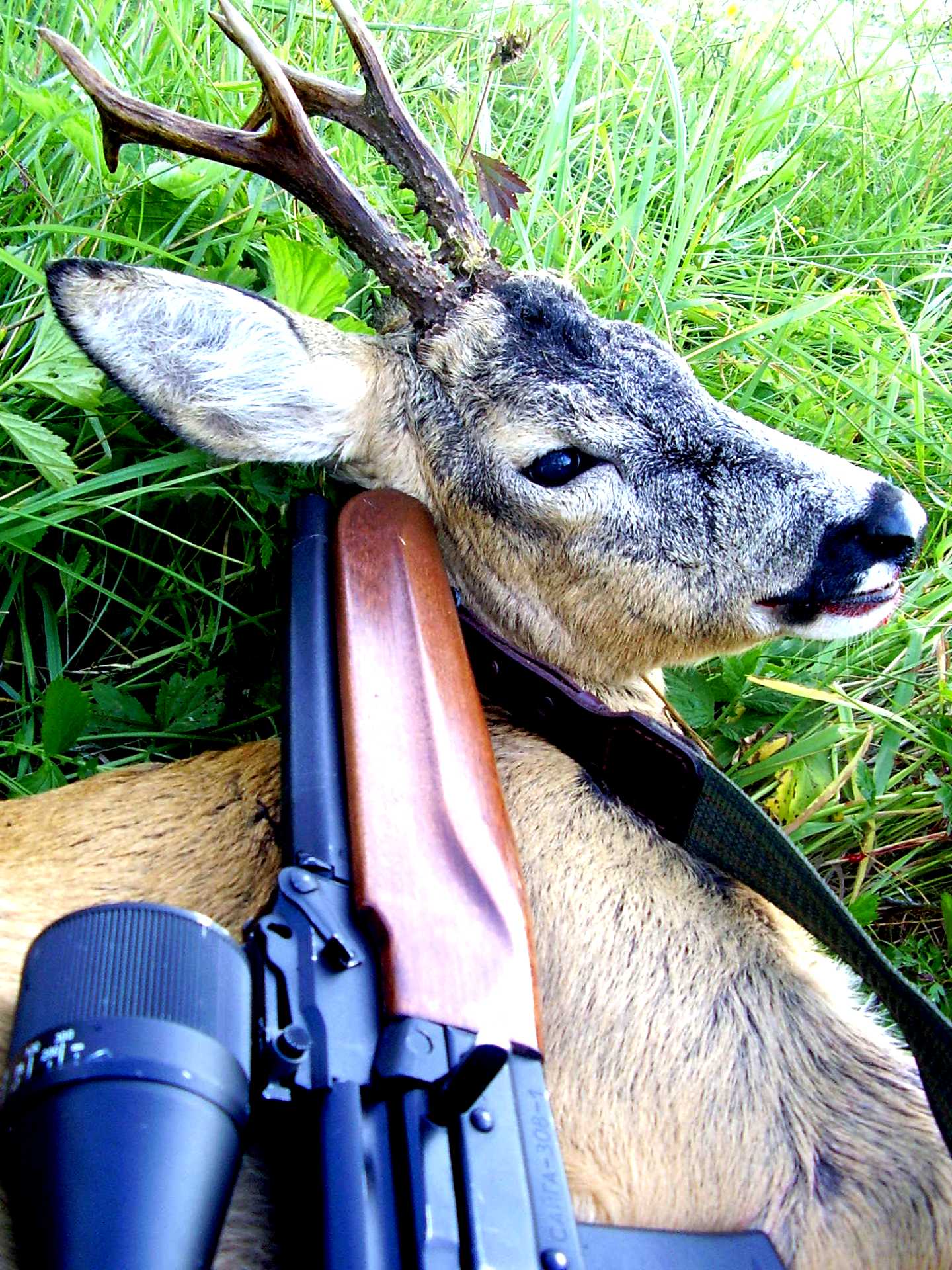 Косуля сибирская. Охота на взрослого самца косули. Гон у косули сибирской. Косуля мужская особь. Гон у косули сибирской.