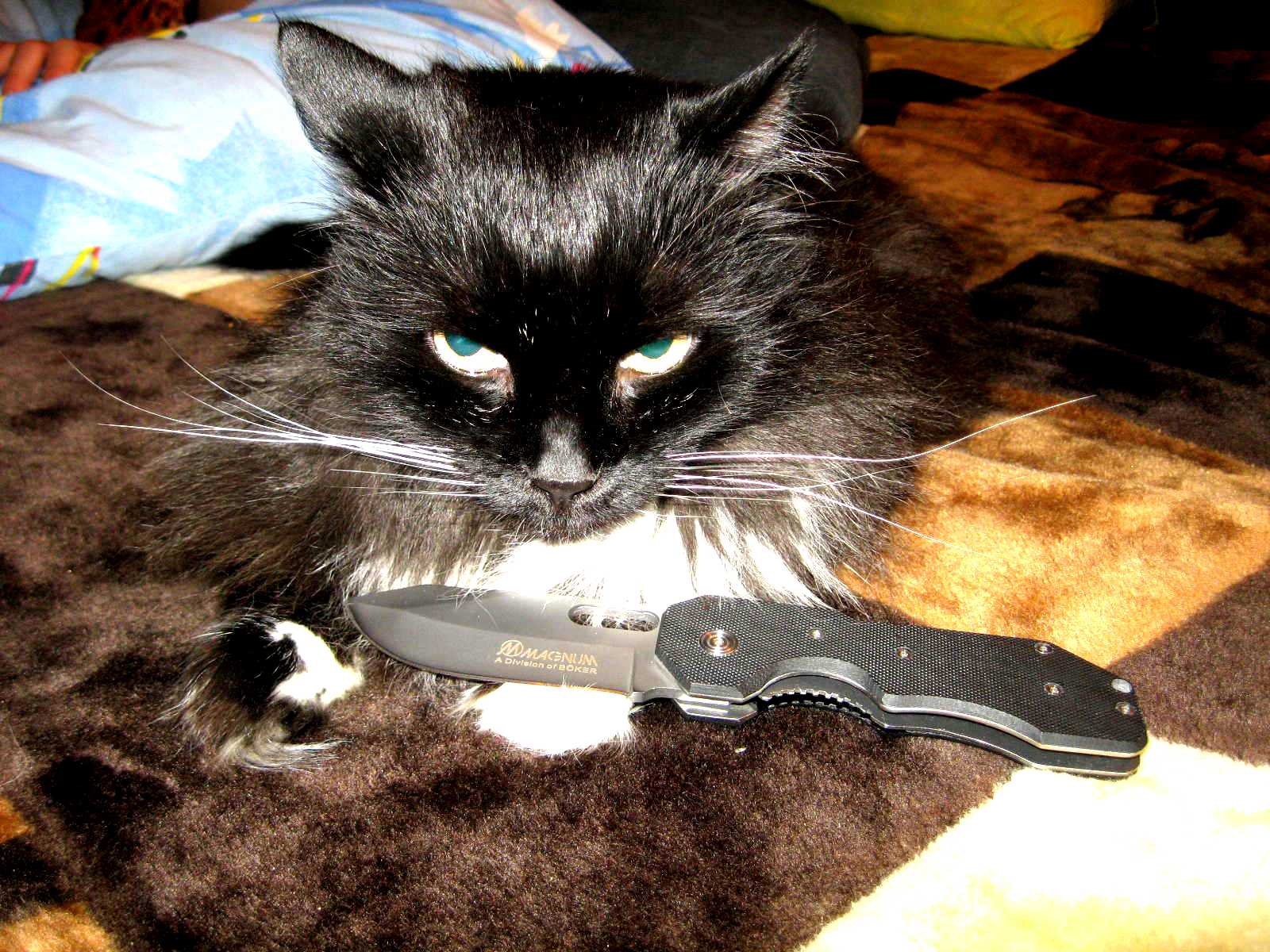 Кот угрожает. Кот с ножом. Котенок с ножом. Кот с ножиком. Коты с ножиками.