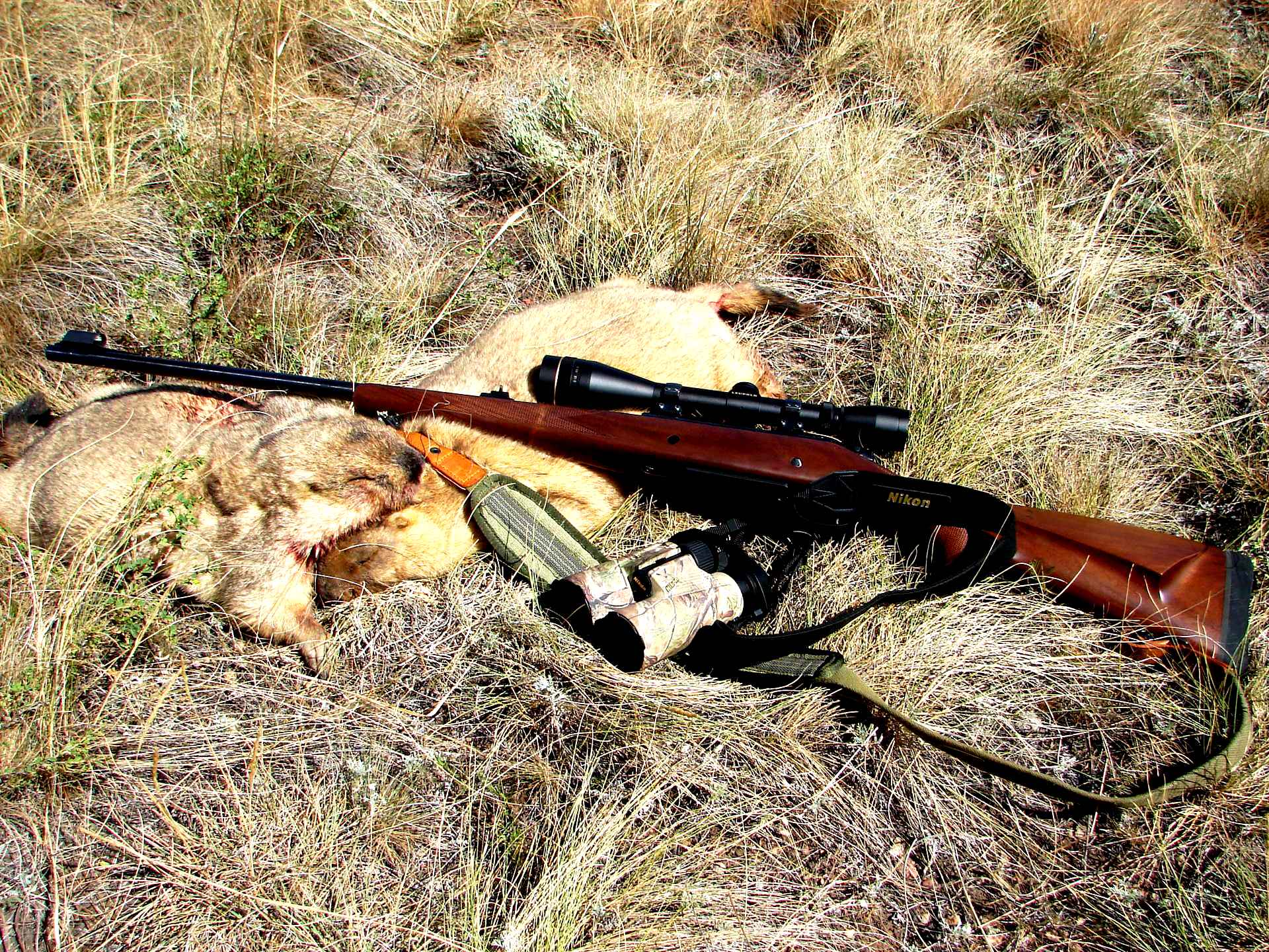 Утка кряква охота. Рогатка для охоты. Что нужно чтобы охотиться. Ружье для выживания в лесу. 6 на охоте.