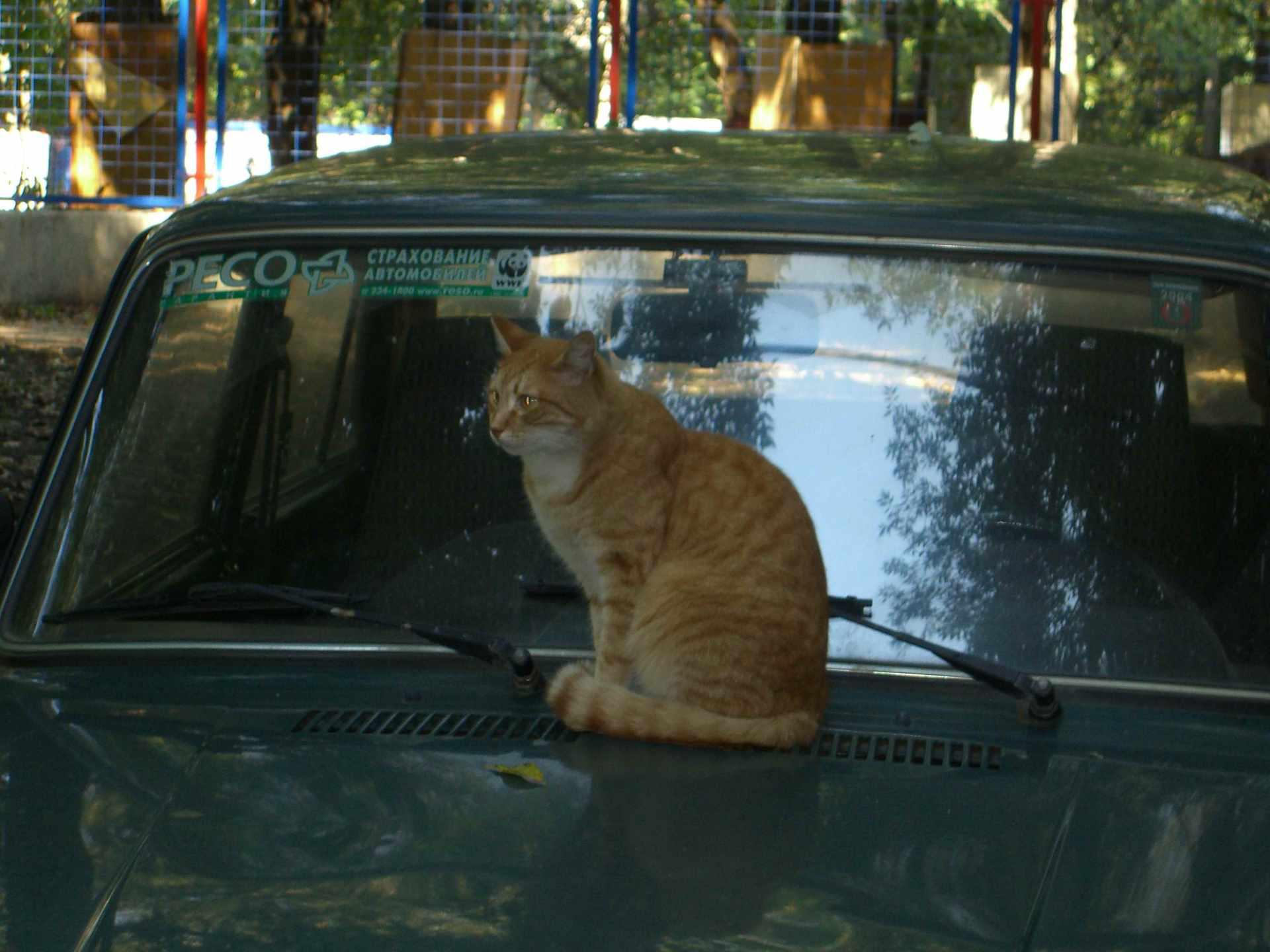 Коты едут в автобусе. Рыжий кот с чемоданом. Прикольные чемоданы. Котенок под машиной. Котик в автобусе.