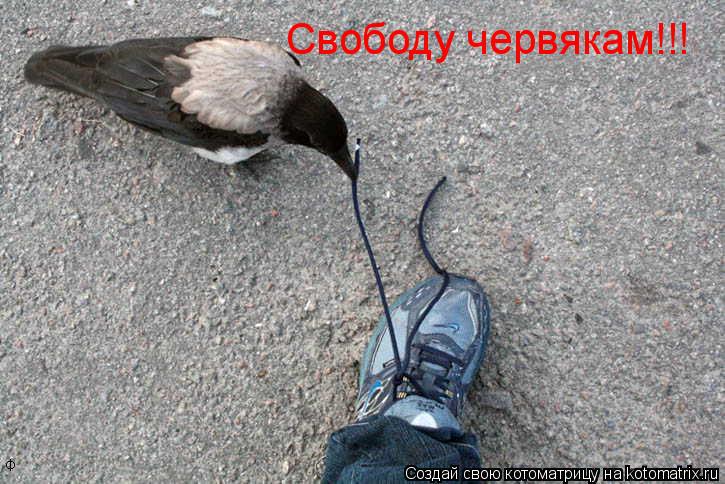 Птицы которые воруют. Ворона с сосиской. Смешные вороны. Ворона украла. Смешные вороны.