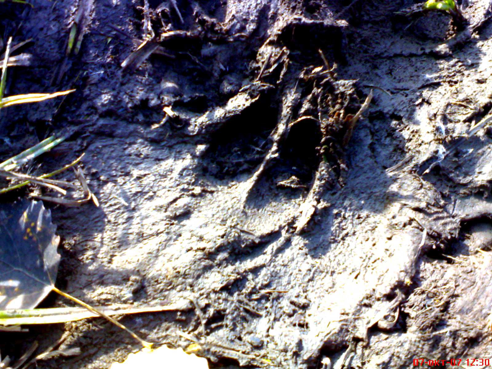 Следы кабанов на земле