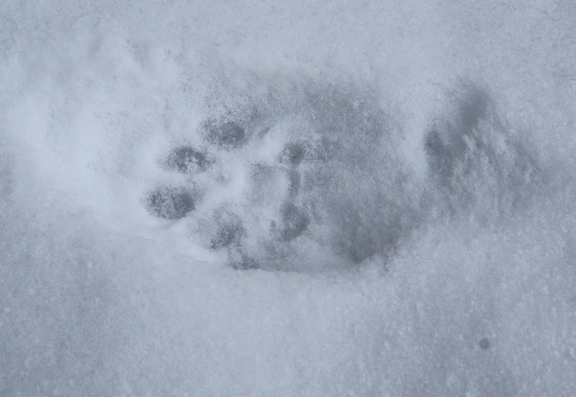 Свежесть следа. Следы на снегу. Следы животных на снегу. Следы медведя на снегу. Следы лисы на снегу.
