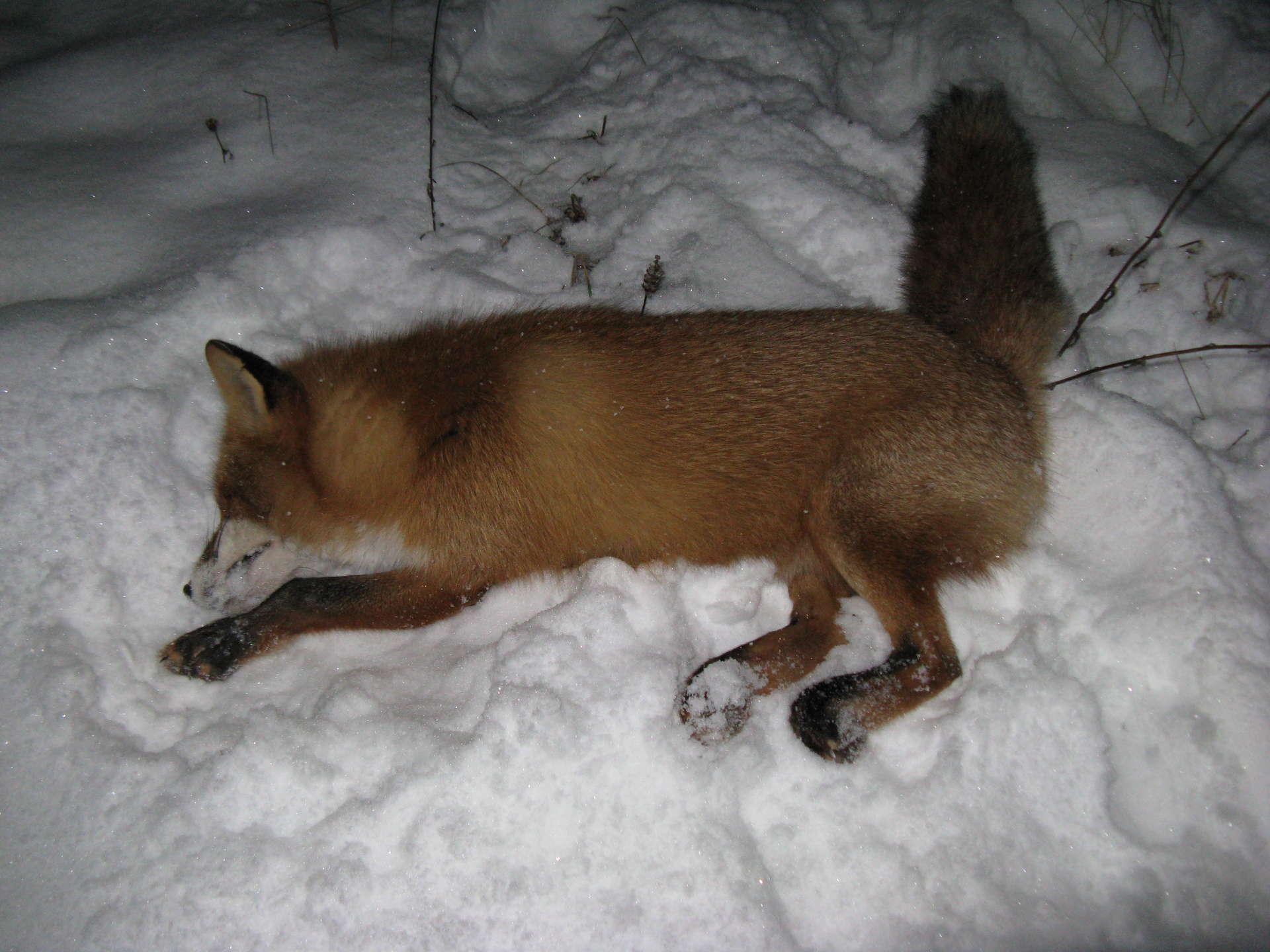 Охота на лису волка. Лиса в Ивановской области. Охота лисы.
