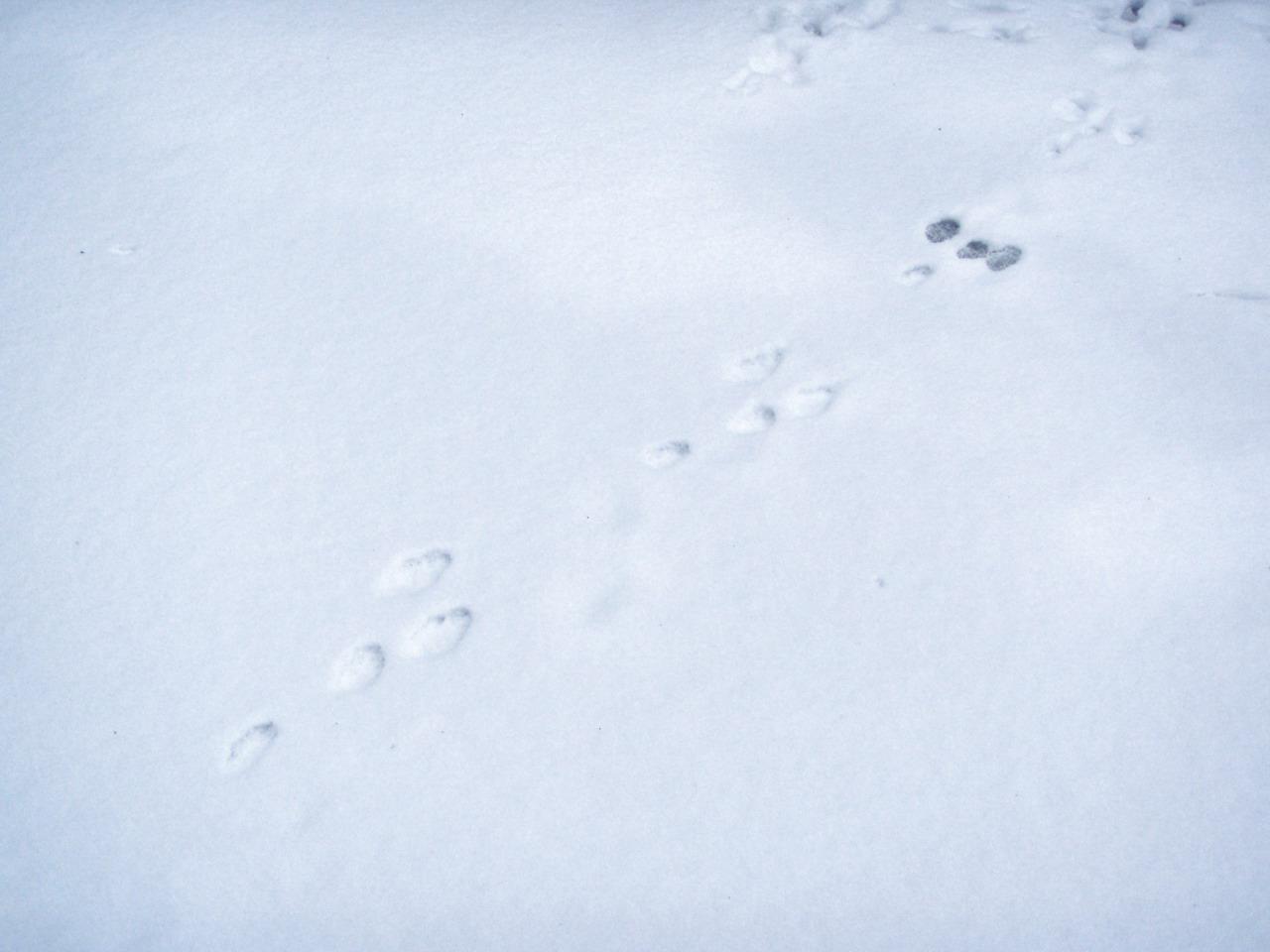 Заячьи и лисьи следы на снегу. Следы зайца беляка. Следы зайца беляка на снегу. Следы зайца русака на снегу. Следы зайца русака.