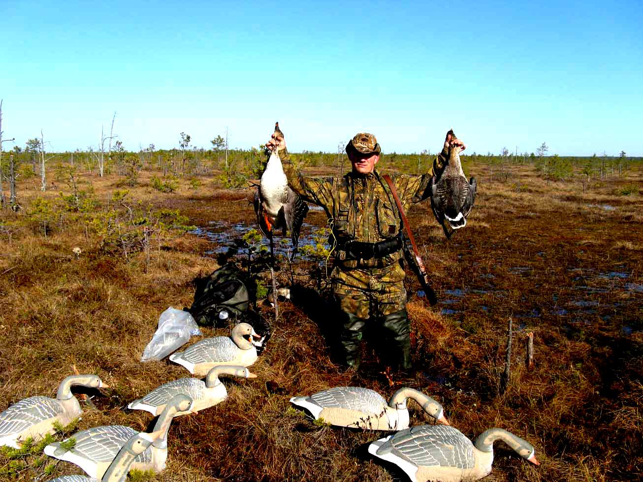 Где охотиться на гуся. Охота на гуся в Вологодской области. Охота на гуся в Вологодской области на болотах. Охота на гуся в Орловской области.