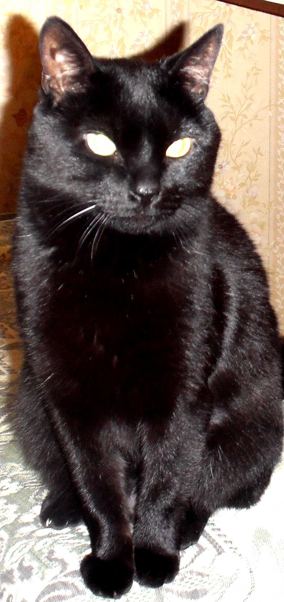 Черная кошка с белыми усами