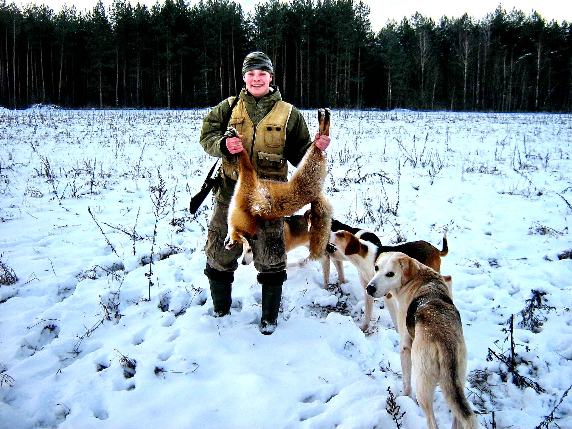 Охота займет 24 часа. Охота на Лис с эстонскими гончими. Собака на охоте.