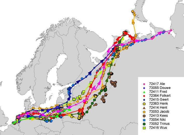 путь миграции белолобого гуся в россии. пути миграции гусей на карте россии. карта миграции гусей в ленинградской области.