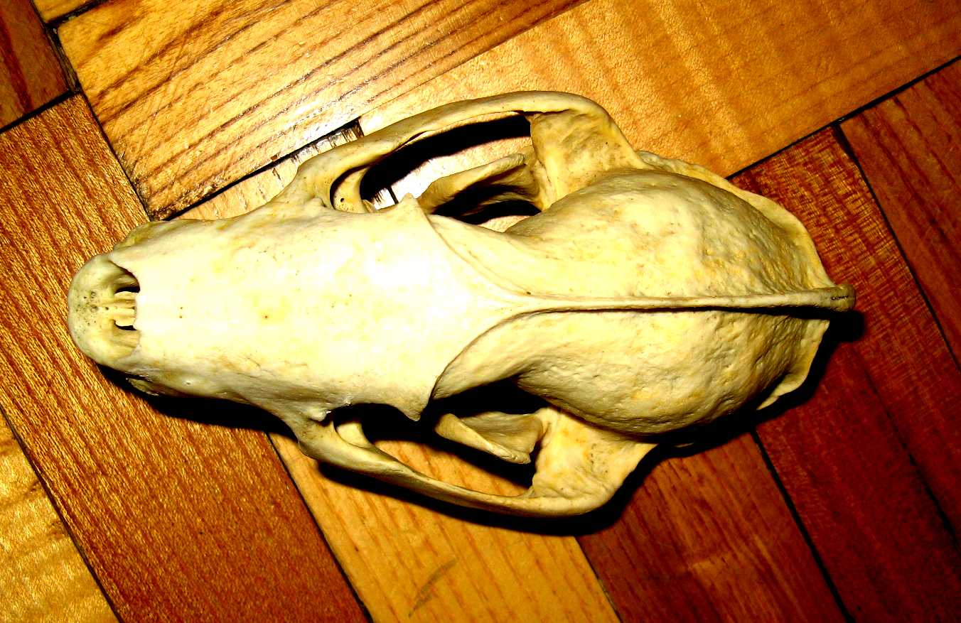 К какому роду принадлежит череп. Развитые лобные кости. К какому роду принадлежит череп. К какому роду принадлежит череп. Череп кроманьонца и современного человека.