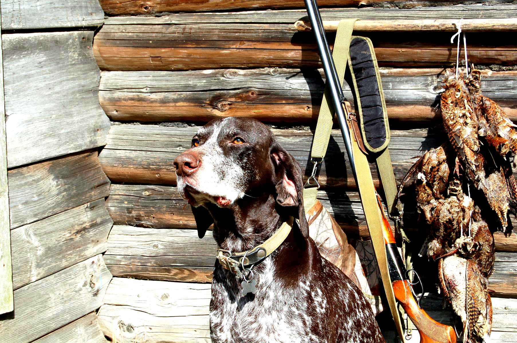 Беги домой помощь охотничьим собакам. Собаки в охотничьих экспедициях. Охота. Английский сеттер. Охотник с собакой.