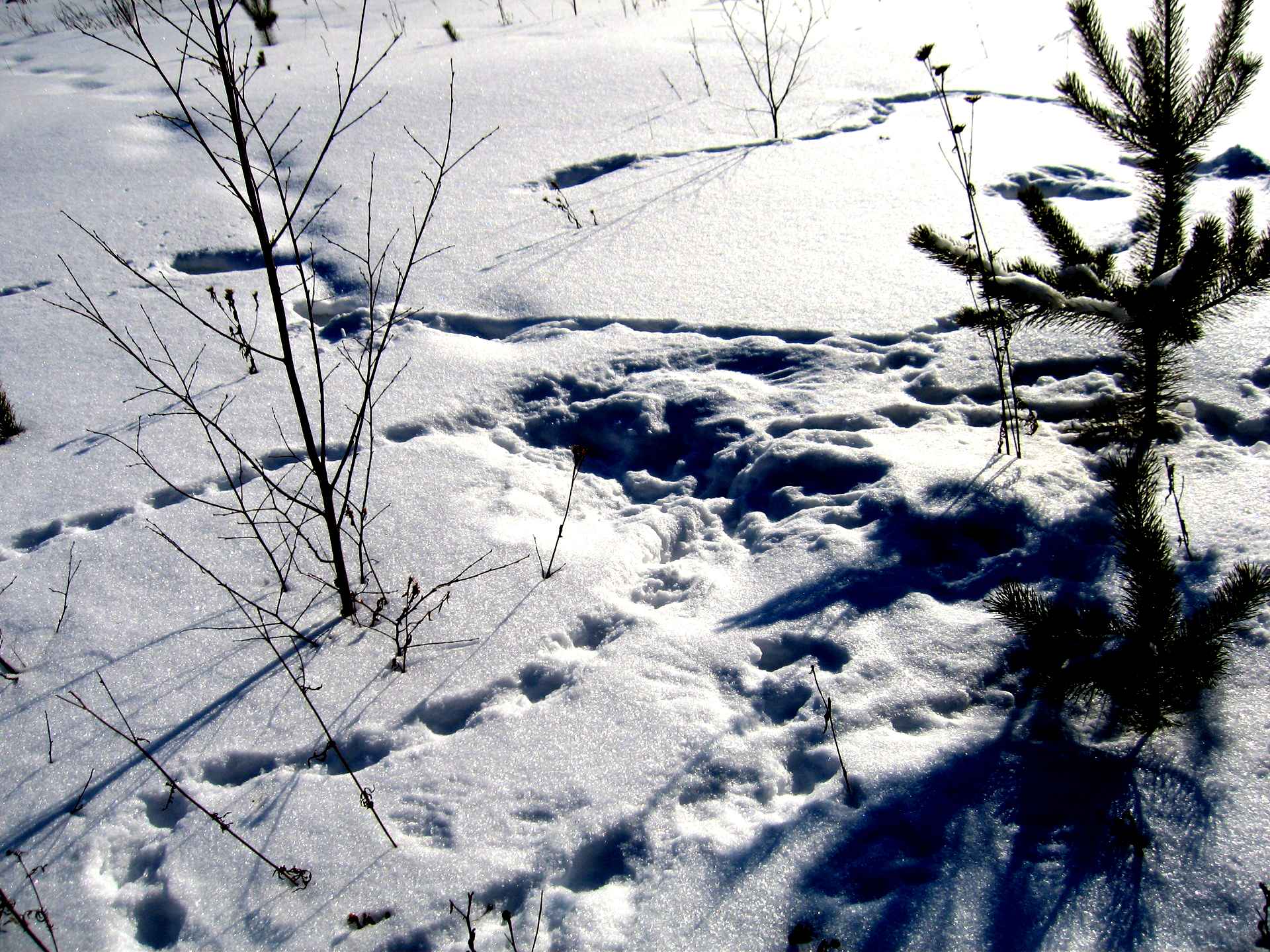 Сдвойка. Заяц беляк зимой следы. Охотничьи следы. Лосиные следы на снегу. Белые сугробы и следы животных.