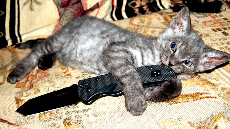 Кот с ножом