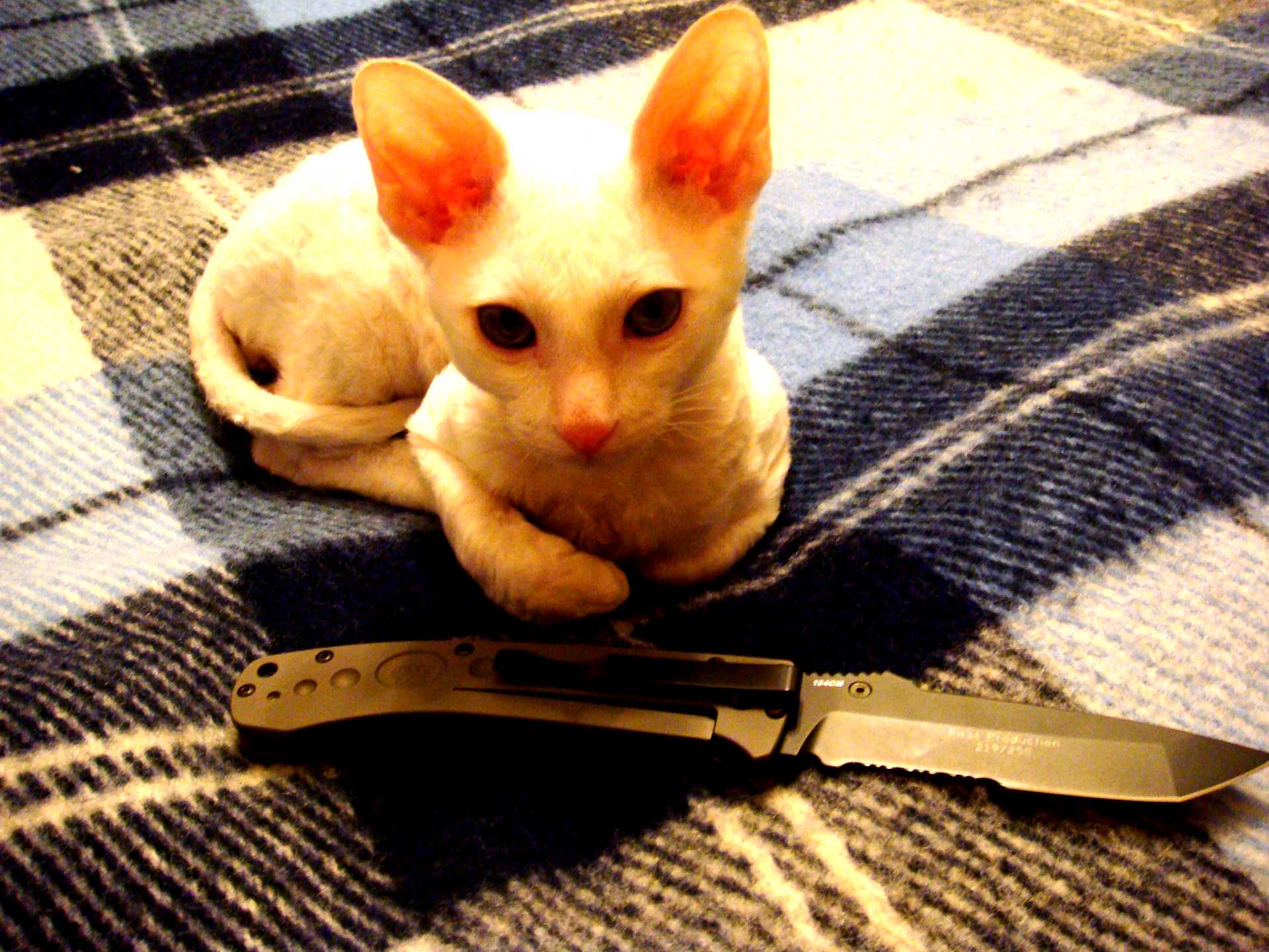 Кот угрожает. Кот с ножом. Котенок с ножом. Кошечка с ножом.