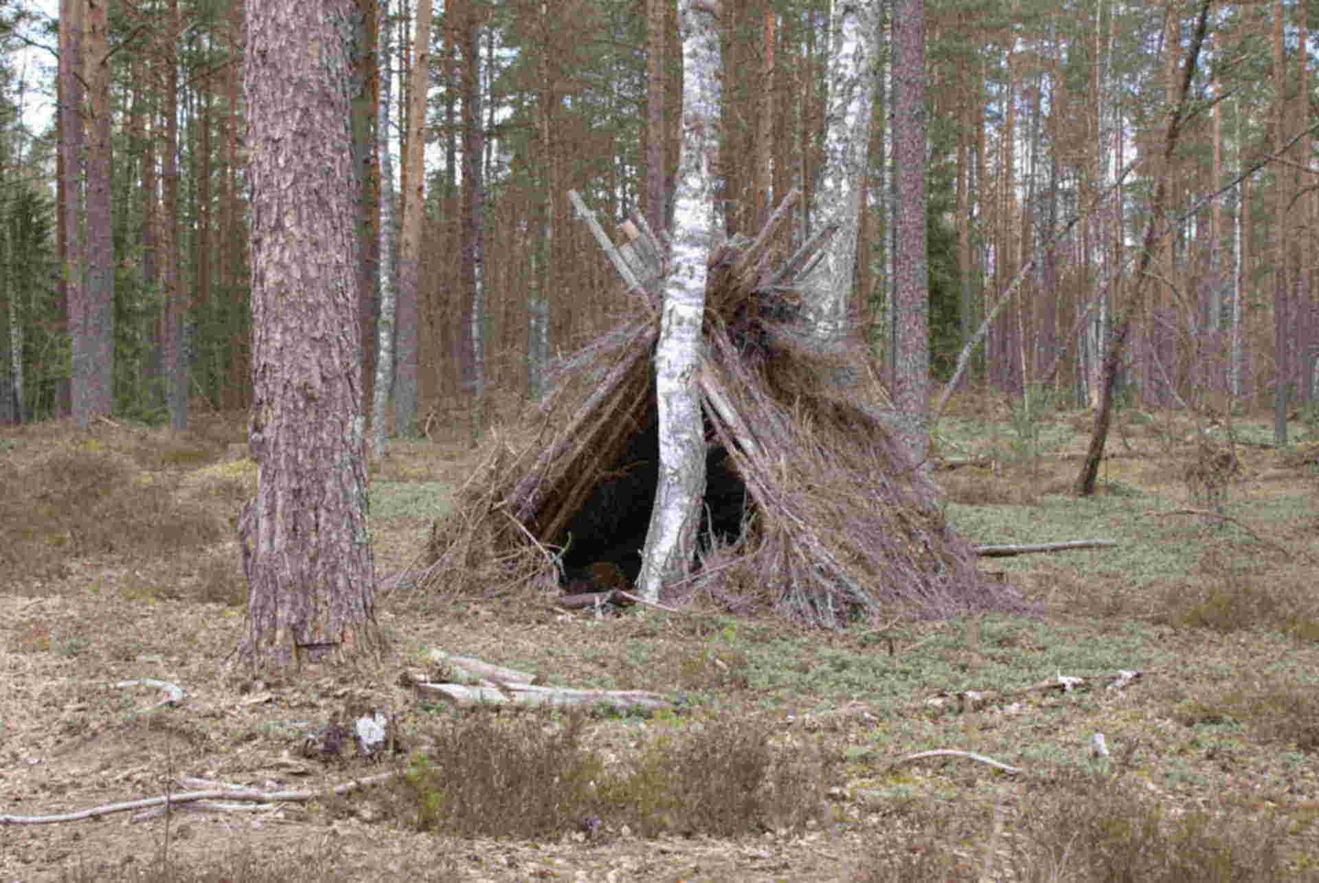 Фотки шалаша. Вигвам убежище. Шалаш в лесу. Жилище в лесу. Постройка шалаша в лесу.