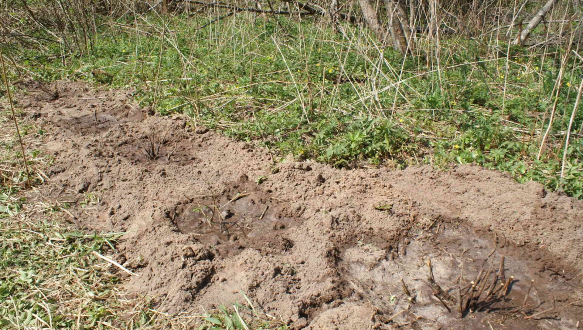 Болота грунту. Болотные торфяные глеевые почвы. Болотные торфяно глеевые почвы. Болотно-подзолистые почвы профиль. Торфянисто подзолистая почва.