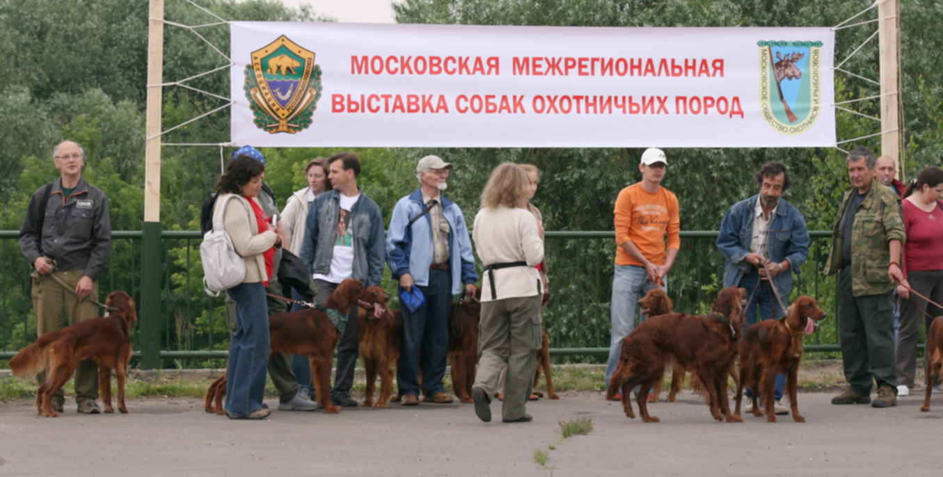 Выставка собак 30 июня. Выставка охотничьих собак.