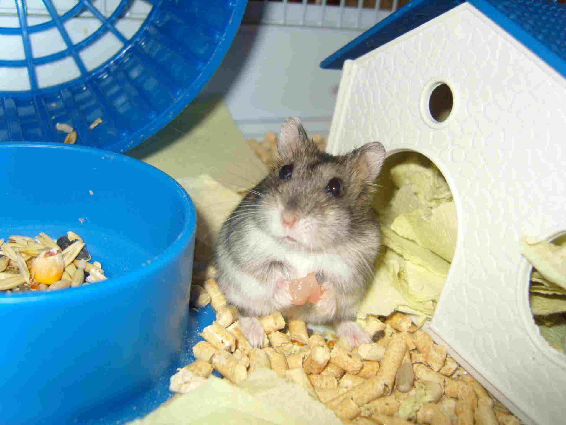 питание хомяка. можно ли давать хомякам огурцы. что можно есть хомякам. хомяк с едой. овощи для хомяка.