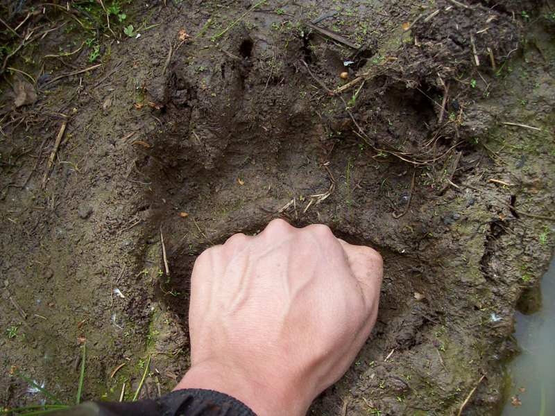 Медвежий след фото на земле