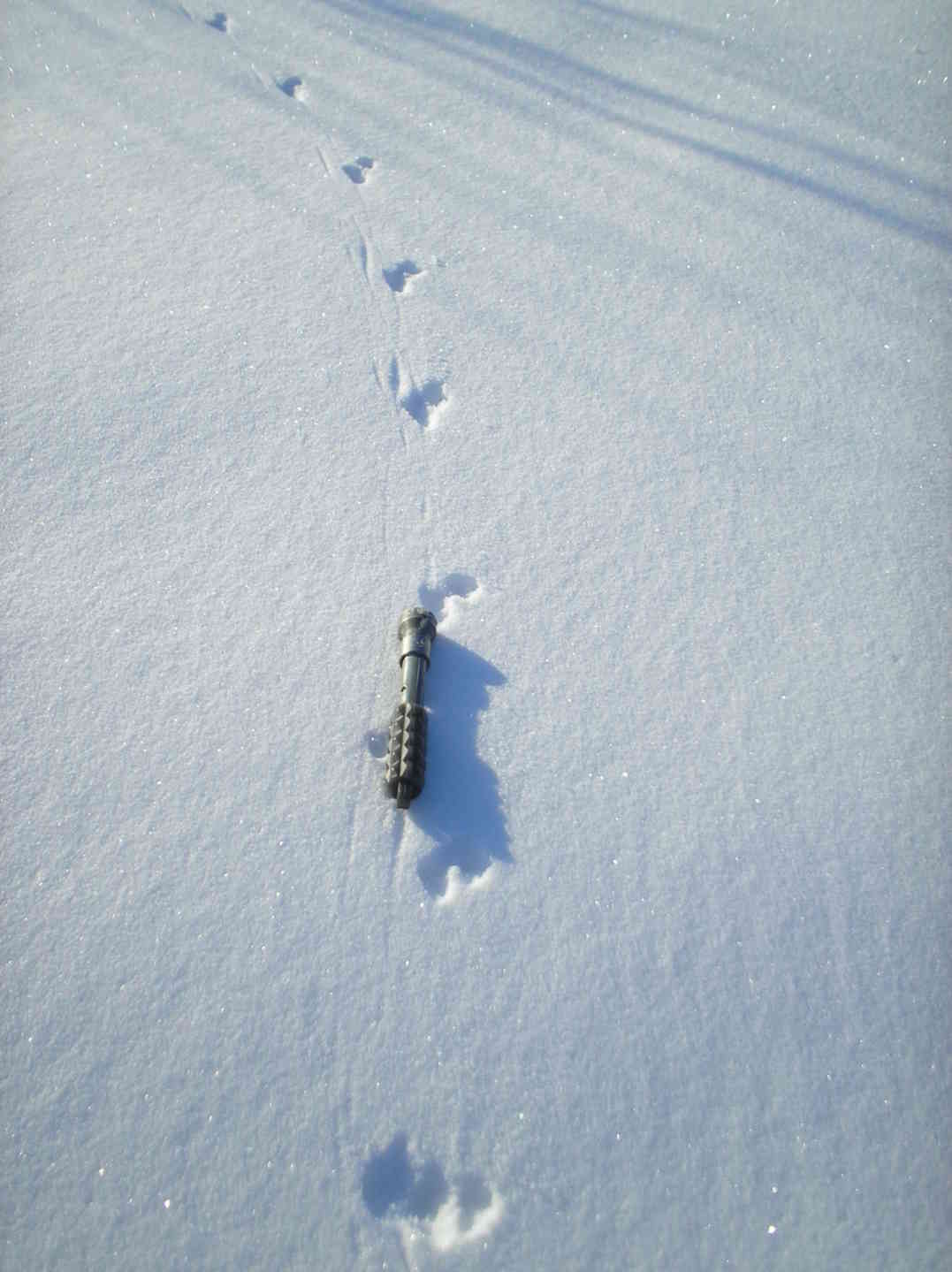 След хорька на снегу фото. Следы горностая на снегу. Следы на снегу. Следы норки на снегу. Следы хорька на снегу.