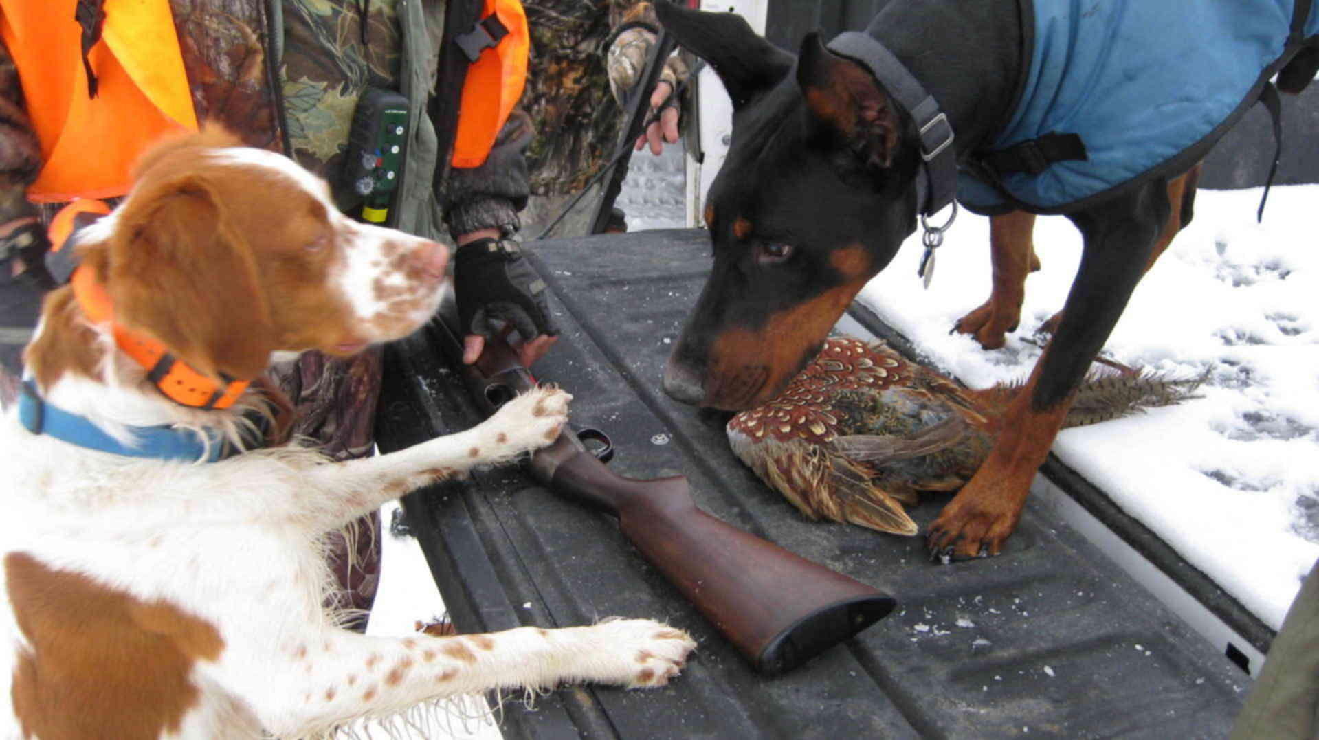Доберманы охотничья. Охотничий доберман. Доберман-пинчер эстетика. Доберманы охотничья. Королевский доберман.
